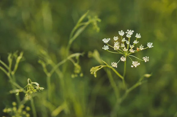 Fénykép a gyógynövény Pimpernel szaxifrage nagy felbontású 1809. — Stock Fotó