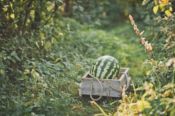 Juicy watermelon is in the cart 1886. — Stock Photo, Image