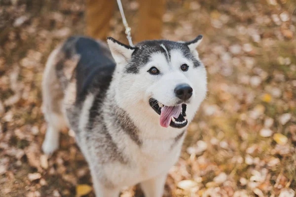 Köpek cinsinin büyük bir fotoğrafı. Husky 'nin dili dışarı sarkmış.