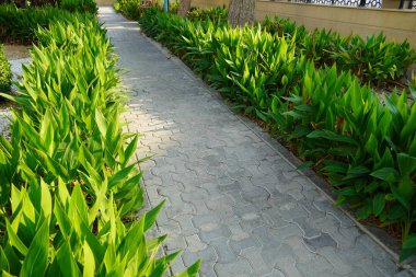 Bahçesinde bitki ve taşlar olan manzaralı bir patika. Evin arka bahçesinde. Yaya kaldırımı ev bahçesindeki peyzaj arasında uzaklaşıyor. Beton kaldırım.