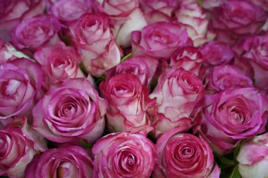 Bunch Of Pink Roses For Love Background. Soft Color Roses Bouquet.