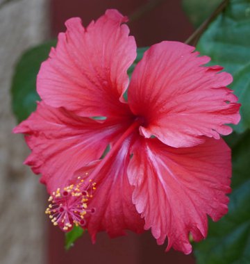 Yeşil Yapraklar 'ın Doğal Arkaplanında Mor Hibiscus Çiçeği (Hibiscus Rose Minik Bud). Tropikal Bahçedeki Kırmızı Hibiscus Hawaii Bitkisi.