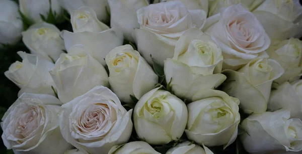 White Roses Background. Variety of white roses in beautiful bouquet. Bridal bouquet of white rose in bright colors in flower shop in market.