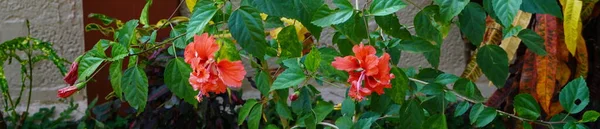 Liczne Kwiaty Hibiskusa Czerwonym Hibiskus Karkade Roślin Ogrodzie — Zdjęcie stockowe