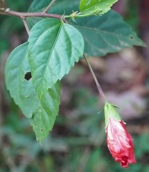Китайська Квіткова Бука Гібіска Саду Поряд Червоними Квітами Гібіска Бутони — стокове фото