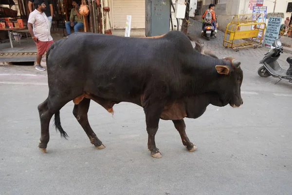 Toro Negro Caminando Por Calle Con Gente Fondo Mercado India — Foto de Stock