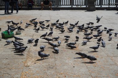 Halka açık bir yerde güneşli havada mısır ve buğdayla beslenen güvercin sürüsü. Gündüz vakti ekmek, mısır, pirinç ve benzeri şeyler yiyen büyük bir grup güvercin. 02355