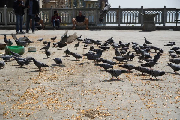 在阳光充足的天气里 成群的鸽子在一个公共场所吃玉米和小麦 大批的鸽子白天在街上吃面包 02356 — 图库照片