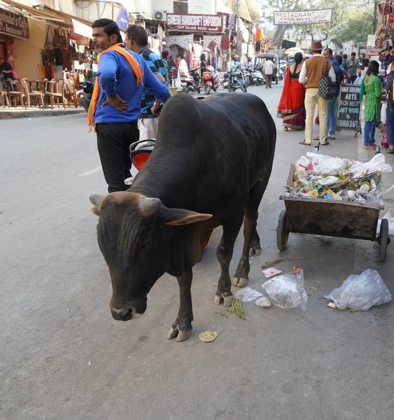 Een Vuile Indiaanse Stier Eet Plastic Polyethyleen Zakken Uit Een — Stockfoto
