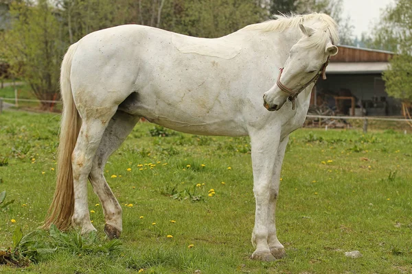 Horse on the meadow — Stock Photo, Image