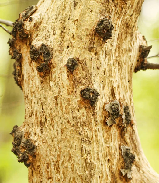 Ağaç kabuğu olmadan