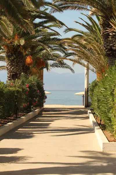 Palmiye ağaçları ile yol