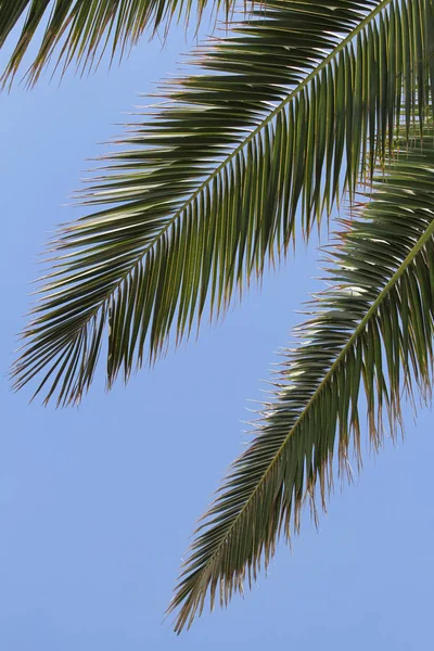 Üç palmiye yaprakları