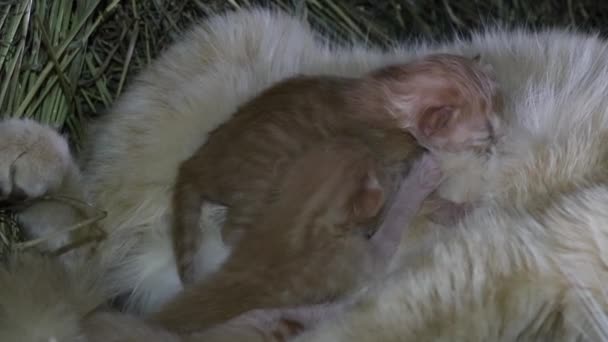 Kittens Baby Cats Milk Sucks Mothers Cute Animals Pets Furs — Stock Video