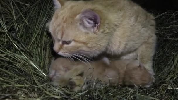 Kittens Baby Cats Milk Sucks Mothers Cute Animals Pets Furs — Stock Video