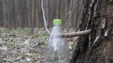 Plastik konteynırlara huş ağacı suyu doldurmak, baharda huş ağacı suyu toplamak.