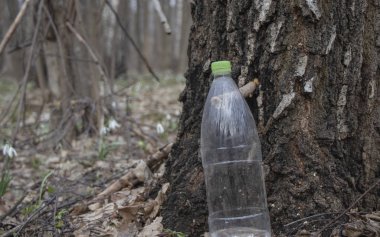 Plastik konteynırlara huş ağacı suyu doldurmak, baharda huş ağacı suyu toplamak.