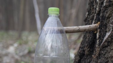 Plastik konteynırlara huş ağacı suyu doldurmak, baharda huş ağacı suyu toplamak.