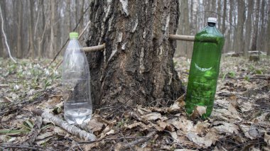 Plastik konteynırlara huş ağacı suyu doldurmak, baharda huş ağacı suyu toplamak.