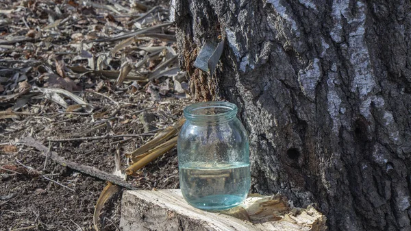 Raccogliere Succo Betulla Contenitori Vetro Raccogliendo Succo Betulla Primavera — Foto Stock