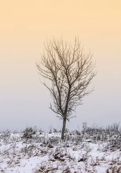 lonely tree on field in winter,winter landscape with lonely tree
