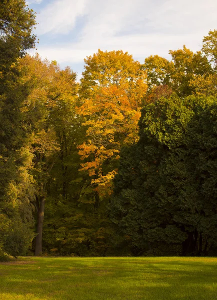 Outono Vertical Árvores Fundo — Fotografia de Stock