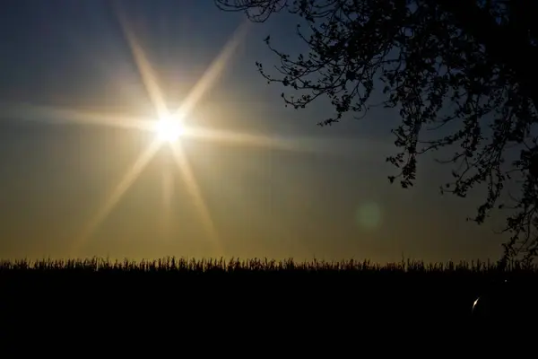 夕阳下明亮的阳光 带着玉米地和树枝的轮廓 — 图库照片