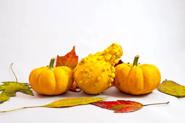 Calabazas Calabazas Hojas Otoño Aisladas Sobre Fondo Blanco —  Fotos de Stock