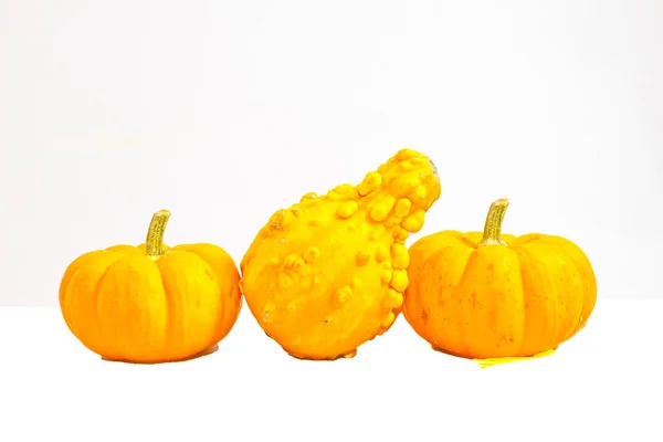Two Pumpkins Squash Isolated White Background — Stock Photo, Image