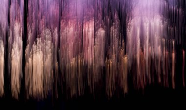 Abstract forest trees at sunset clipart