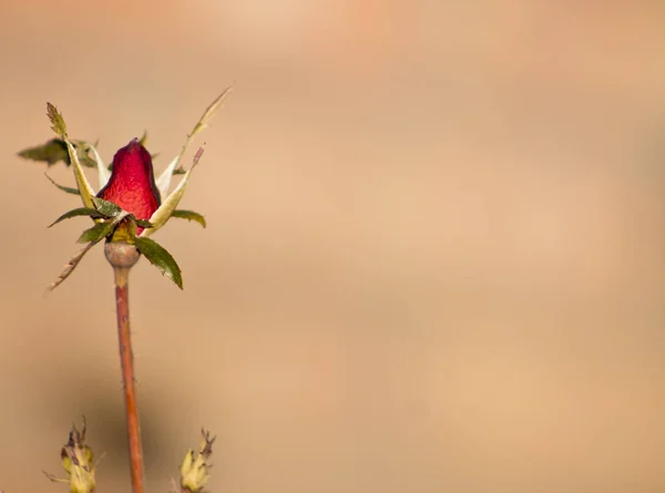 Красная Бутон Розы Стебель Крупным Планом Изолированы Розовом Фоне — стоковое фото