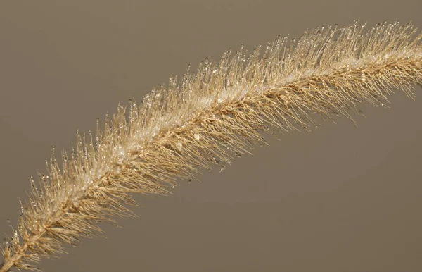 Ice covered fox tail plant isolated on brown background