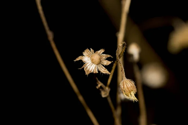乾燥した白いデイジーフラバネの花の頭は黒の背景に隔離された — ストック写真