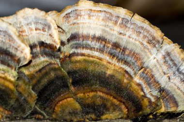 Trametler versicolor siyah arkaplan üzerinde izole