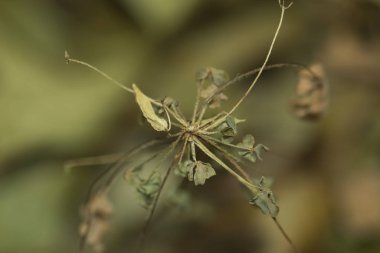 Kuru yonca bitkisi yakın plan ve bulanık arkaplan