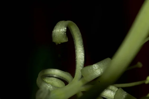 ヘビの植物のカールテンドリル — ストック写真