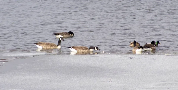 Flock Canada Geese Semi Frozen Water — Stock Photo, Image