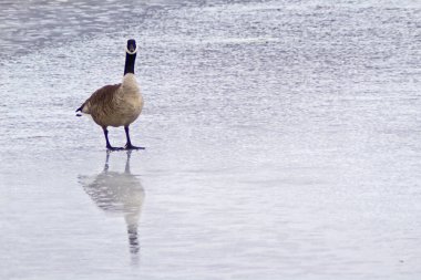 Kaz ve donmuş göletin yansıması