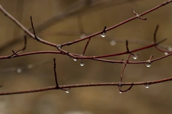木の枝と雨滴 — ストック写真