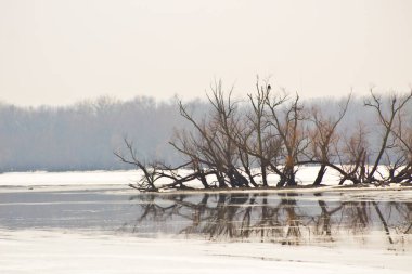 Bataklığın sularındaki ağaçların manzara fotoğrafı.