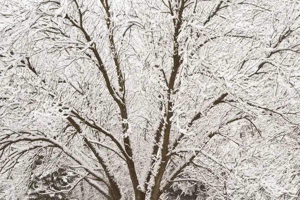 Winterlandschap Van Besneeuwde Boom — Stockfoto