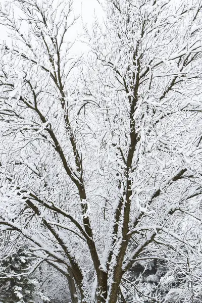 Neve Árvore Coberta Vertical — Fotografia de Stock