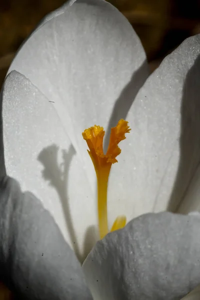 Stamen White Crocus Flower Shadow — Stock Photo, Image