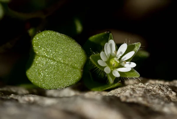 Blomkål Och Glittrande Grönt Löv — Stockfoto