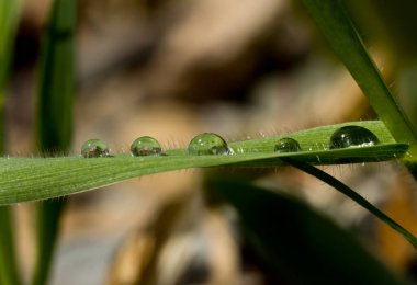 Yeşil yapraklı bahar yağmur damlacıkları