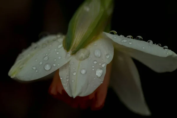 Rain Drops Daffodil Flower — Stock Photo, Image