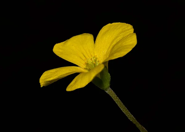 Yellow wood sorrel flower stem isolated on black background