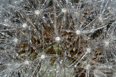 Makro karahindiba tohumları ve su damlaları