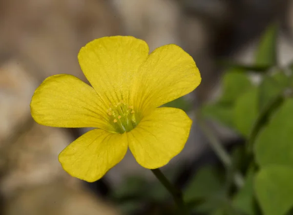 Amarillo Madera Acedera Flor Aire Libre — Foto de Stock