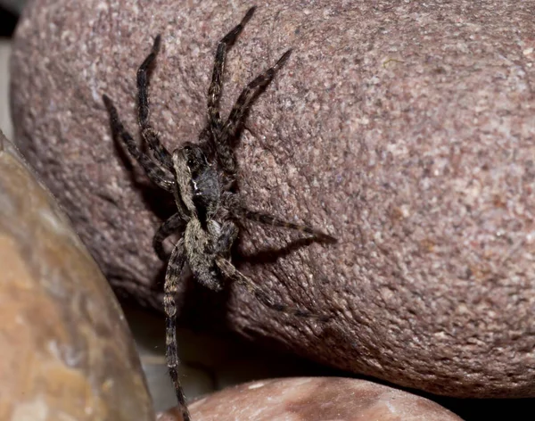 Kayanın Üzerindeki Kurt Örümceği — Stok fotoğraf